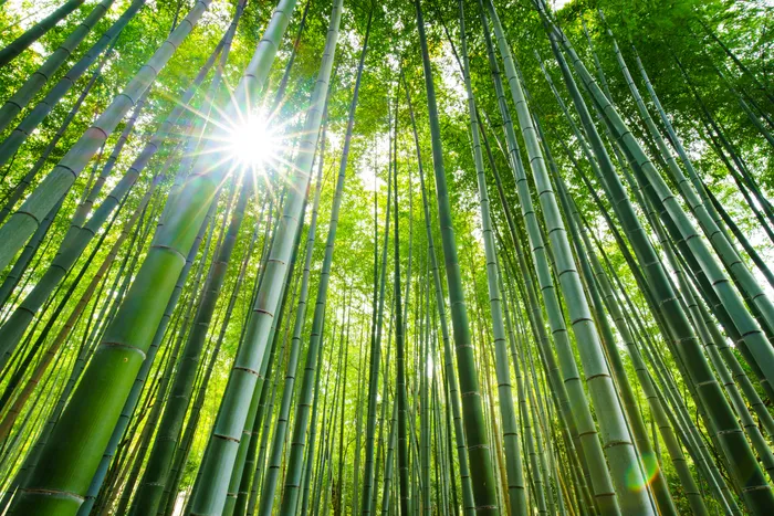bamboo